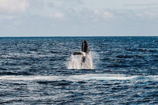 2Hour Whale Watching and Boat Cruise in Haleiwa Oahu Hawaii - Wildlife Spotting and What Youll See