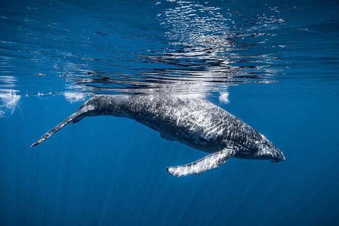 2Hour Whale Watching and Boat Cruise in Haleiwa Oahu Hawaii - The Experience on Board