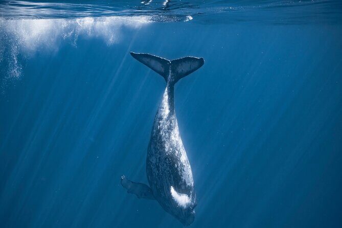 2Hour Whale Watching and Boat Cruise in Haleiwa Oahu Hawaii - Value for Money