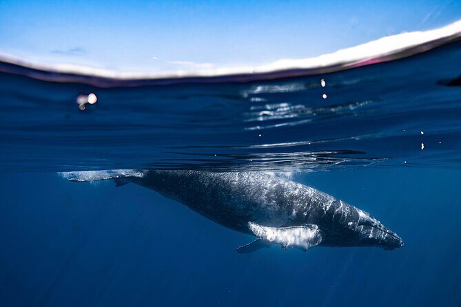 2Hour Whale Watching and Boat Cruise in Haleiwa Oahu Hawaii - Weather and Cancellation Policies