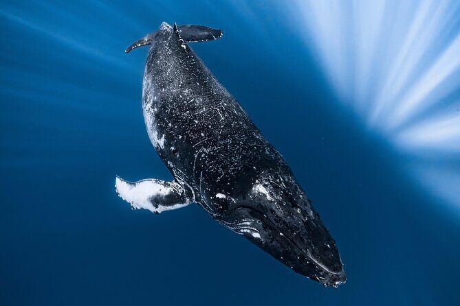 2Hour Whale Watching and Boat Cruise in Haleiwa Oahu Hawaii - Who Should Book This Tour?