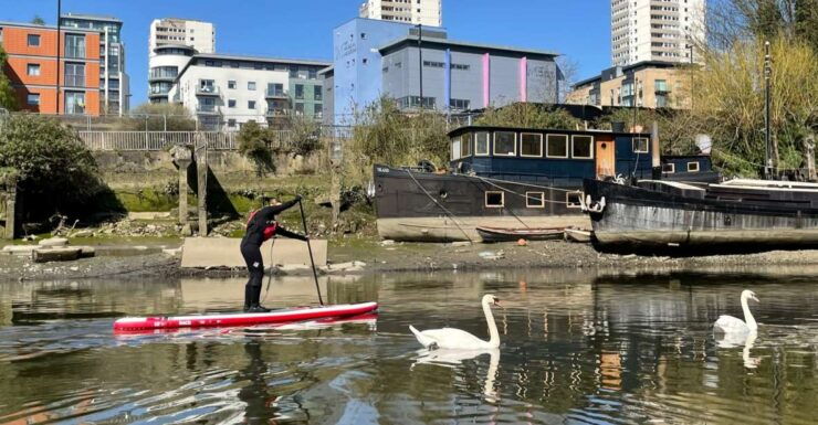 2hr SUP Thames Natural History Tour - Activity and Booking Details