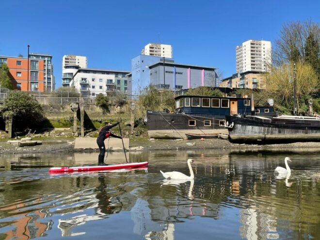 2hr SUP Thames Natural History Tour - History and Ecology of the Thames