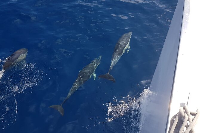2hrs Dolphins Sunset Sailing Cruise With Drink - Pickup and Cancellation Policy