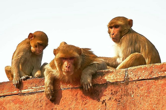 2N/3D Private Guided Tour of Agra & Jaipur - Reviews