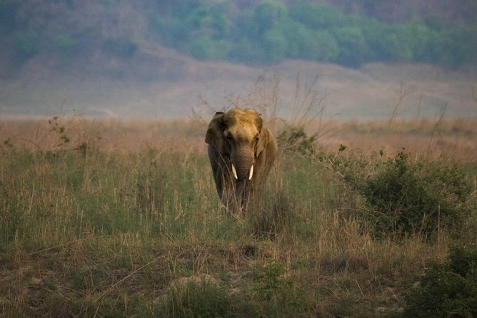 2N Jim Corbett National Park (Dhikala Zone) - Wildlife Encounters