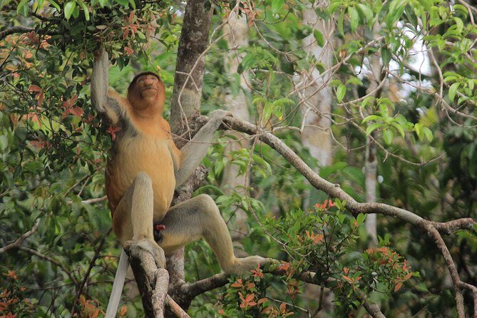 2Ns Orangutan Kelotok Tour in Tanjung Puting Kalimantan - Borneo - FAQ