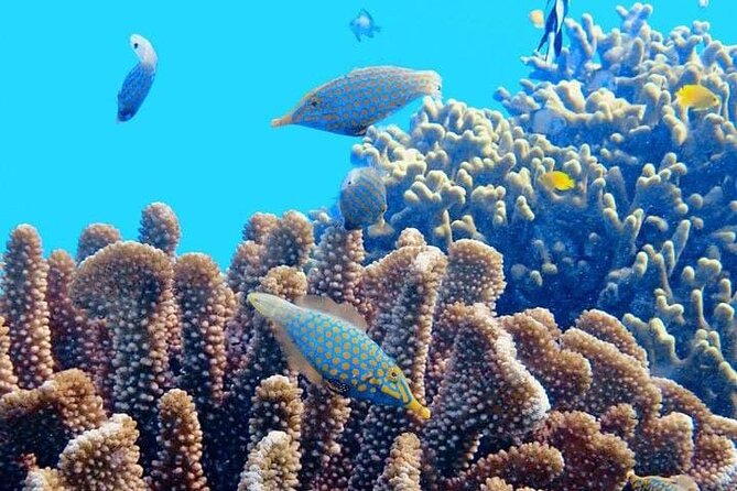 2x1 Tour: Isla Contoy, Isla Mujeres, Open Bar, Lunch and Transfers - The Sum Up