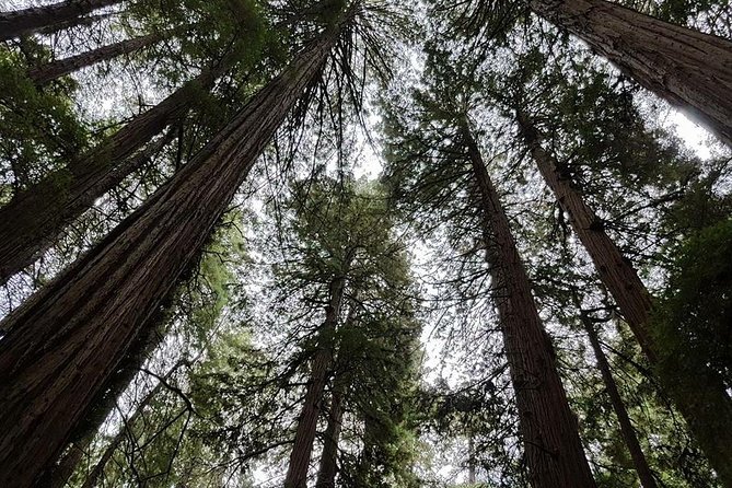 3-1 Muir Woods Visit With Sausalito & Half Day Wine Country (All Fees Included) - Wine Country Experience and Recommendations