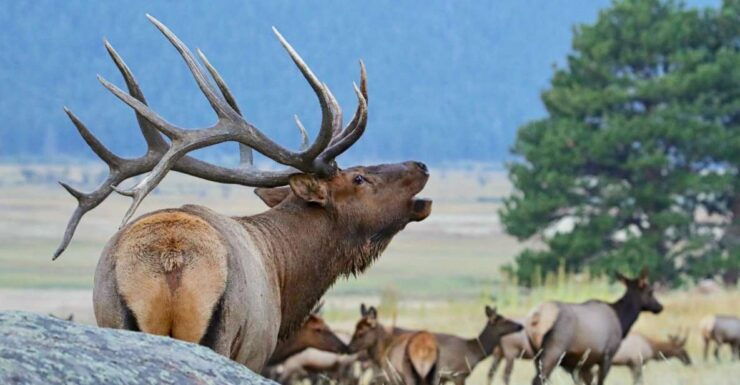 3/4 Day RMNP Mtn to Sky+Bear Lake Rd Tour-RMNPhotographer - Tour Details
