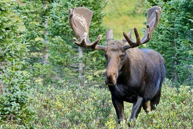3/4 Day Rocky Mountain NP "Mountain to SkyBear Lake Rd" Tour - RMNPhotographer - Tour Details and Inclusions