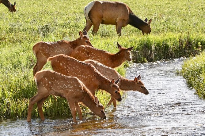 3/4 Day Rocky Mountain NP "Mountain to SkyBear Lake Rd" Tour - RMNPhotographer - Important Reminders