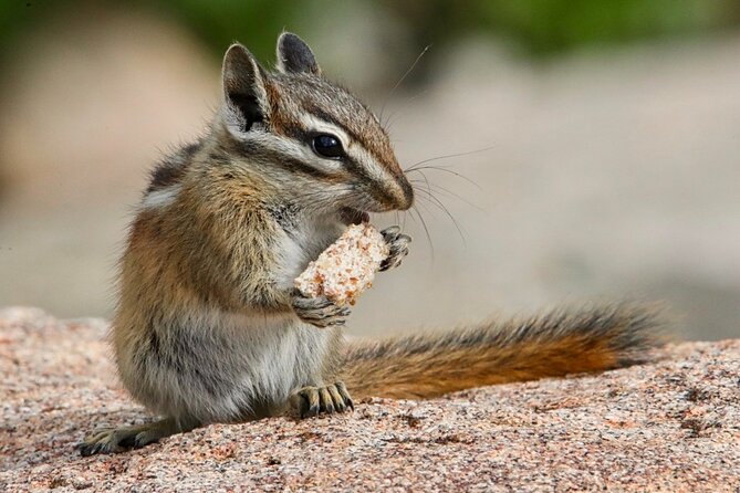 3/4 Day Rocky Mountain NP "Mountain to SkyBear Lake Rd" Tour - RMNPhotographer - The Sum Up