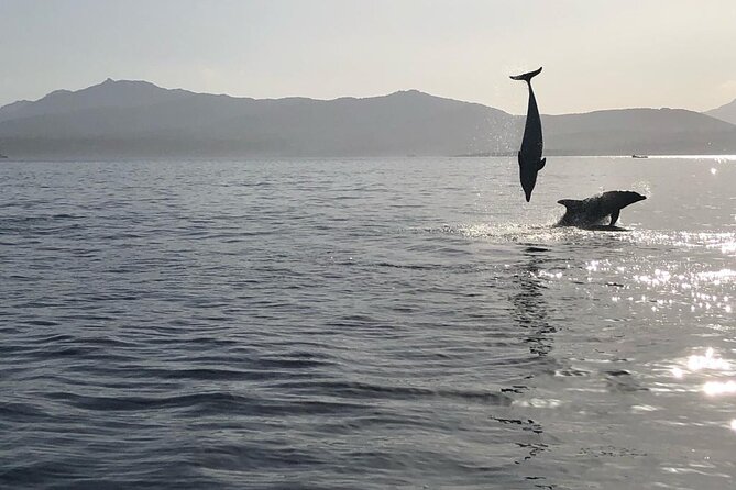 3 and a Half Hours Snorkeling and Dolphin Watching in Figarolo - Additional Information
