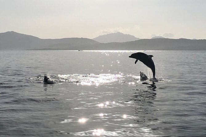 3 and a Half Hours Snorkeling and Dolphin Watching in Figarolo - Cancellation Policy