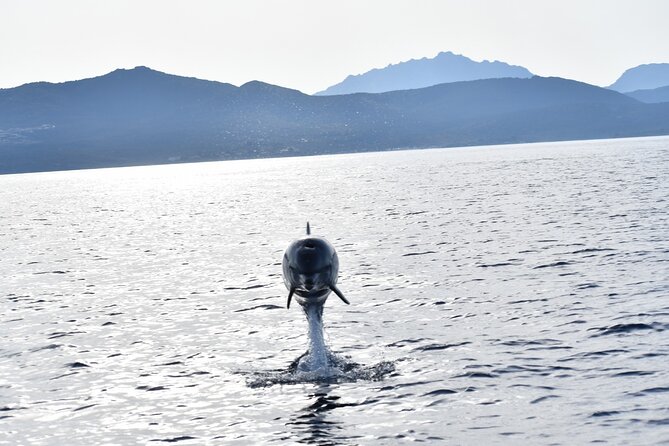 3 and a Half Hours Snorkeling and Dolphin Watching in Figarolo - Traveler Photos