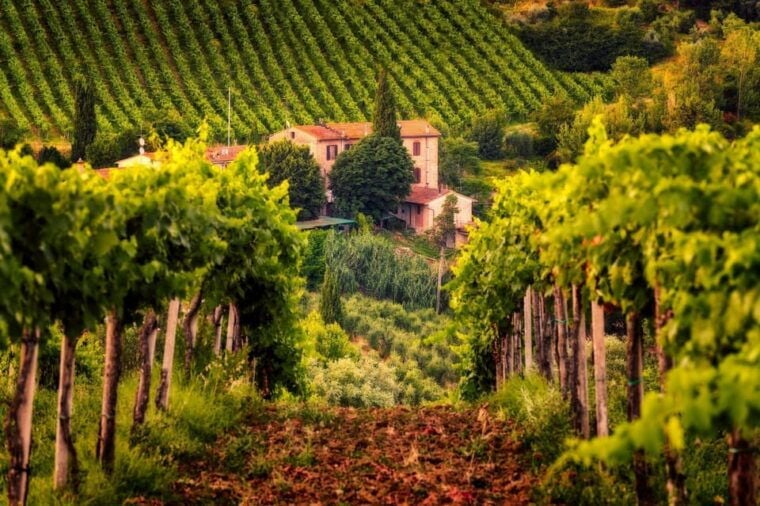 3 Chianti Wineries Private Tour from Florence or Siena - Value and Considerations