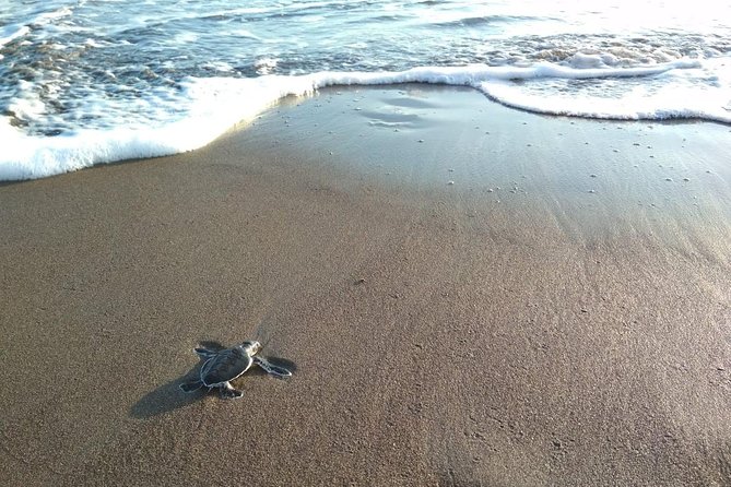 3 Day / 2 Night Tour in Tortuguero - Itinerary Details