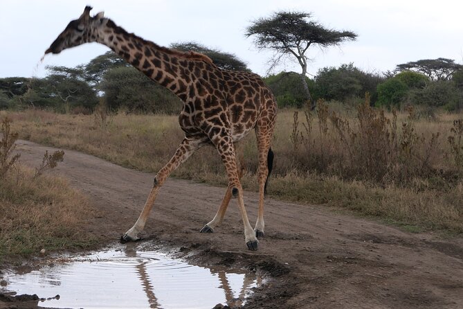 3-Day / 2 Nights Group Safari Serengeti & Ngorongoro Crater - Safari Highlights