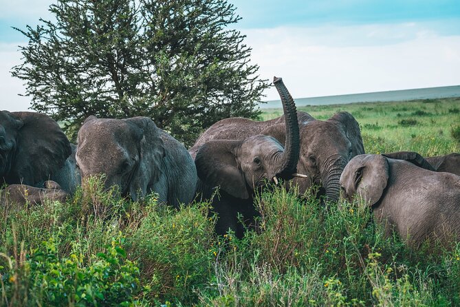 3-Day / 2 Nights Group Safari Serengeti & Ngorongoro Crater - Meal Inclusions
