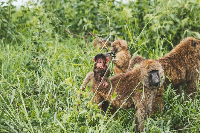 3-Day / 2 Nights Group Safari Serengeti & Ngorongoro Crater - Booking and Payment