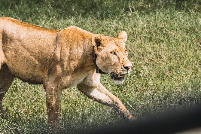 3-Day / 2 Nights Group Safari Serengeti & Ngorongoro Crater - Safari Preparation