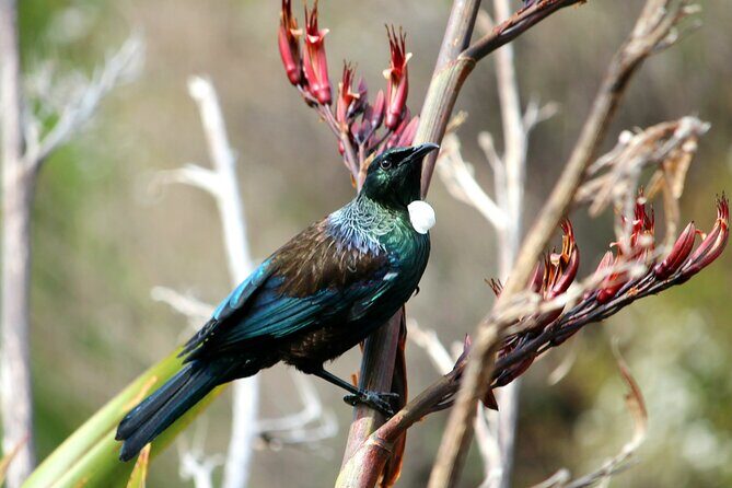 3 Day Abel Tasman Guided Walk - The Guides and Their Expertise