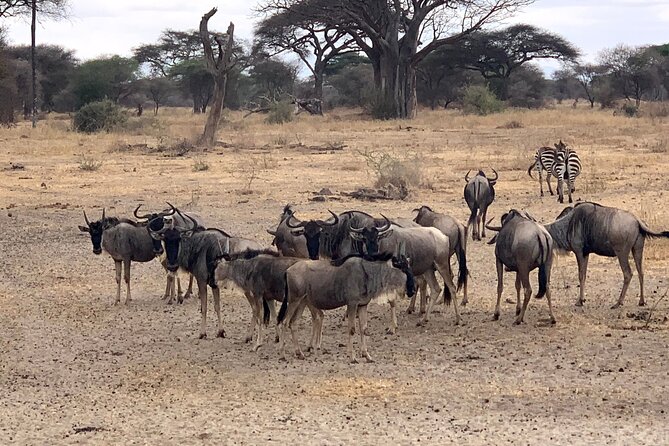 3-Day Adventure Camping Safari to Tarangire, Ngorongoro Crater, and Lake Manyara - Campsite Accommodations and Amenities