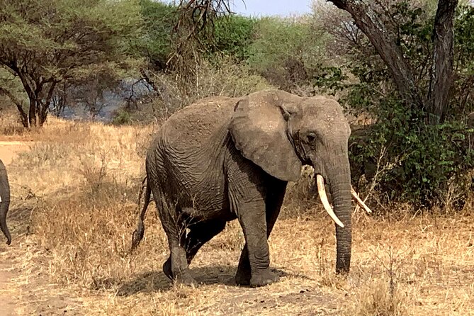 3-Day Adventure Camping Safari to Tarangire, Ngorongoro Crater, and Lake Manyara - Dining Experiences on the Safari