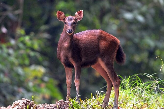 3-Day Adventure in Tabin Wildlife Reserve - Inclusions and Wildlife Encounters