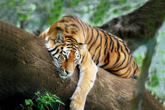 3-Day All Inclusive Chitwan Jungle Safari Tour From Kathmandu - Overview and Activities