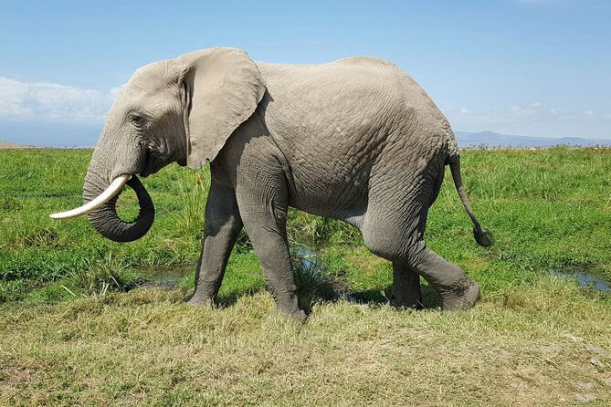 3-Day Amboseli National Park Safari Tour - Cancellation Policy
