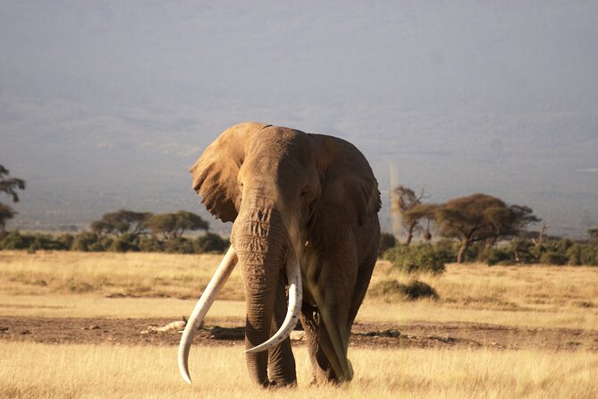 3-Day Amboseli National Reserve Safari From Nairobi - Transportation Logistics