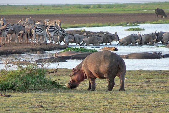 3 Day Best Camping Safari in Tanzania Parks - Daily Itinerary