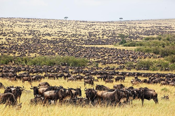 3 Day Best Camping Safari in Tanzania Parks - Cancellation Policy