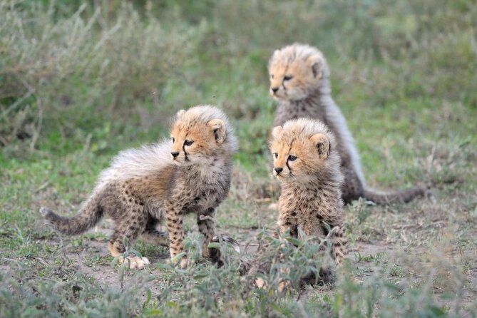 3-Day Big Five Safari Near Cape Town - Good To Know