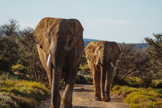 3-Day Big Five Safari Near Cape Town - Inclusions and Exclusions