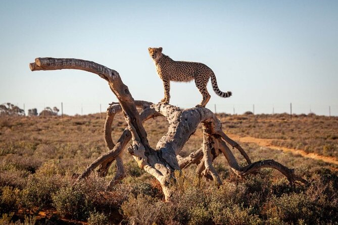 3-Day Big Five Safari Near Cape Town - Meeting and Pickup Details