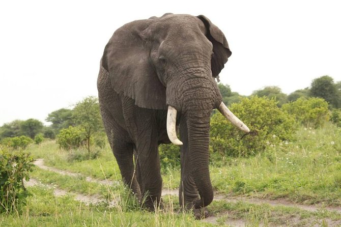 3-Day Budget Shared Group Tarangire, Crater, Manyara NP - Itinerary Overview