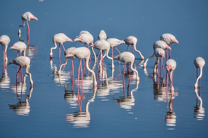 3-Day Budget Shared Group Tarangire, Crater, Manyara NP - Group Size and Logistics