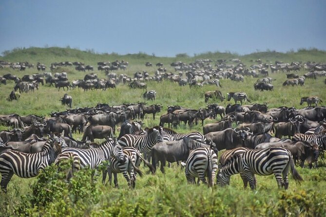3-Day Budget Shared Group Tarangire, Crater, Manyara NP - Customer Reviews
