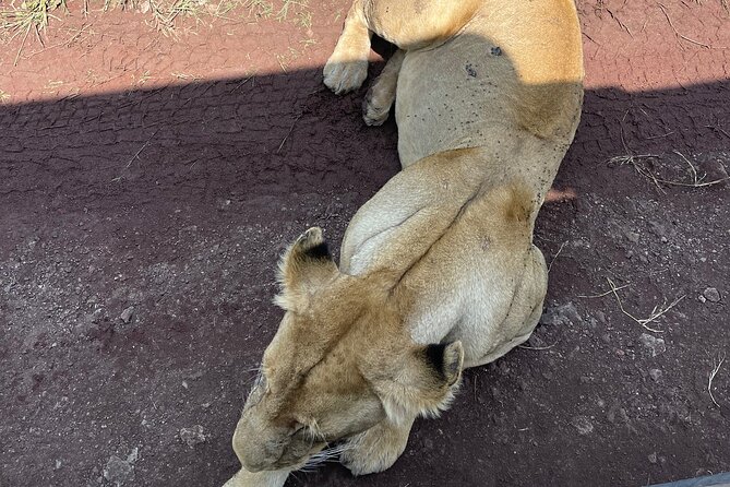 3 Day Budget Tour to Ngorongoro Crater From Arusha - The Sum Up