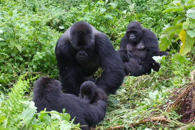 3 Day Bwindi Gorilla Flying in Safari - Customer Reviews and Testimonials