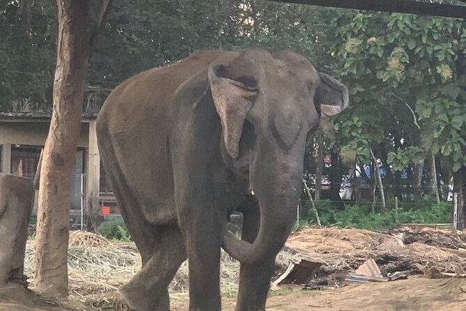 3-Day Chitwan Jungle Safari from Kathmandu  All-Inclusive Tour - Wildlife Encounters and Cultural Insights