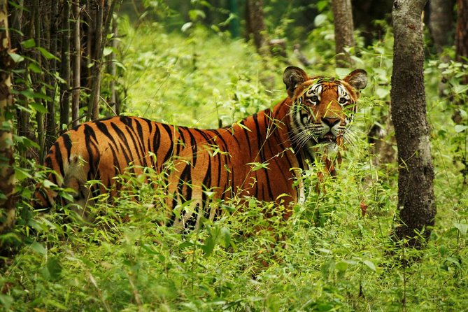 3-Day Chitwan Jungle Safari Tour From Kathmandu - Whats Included