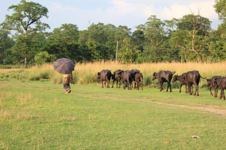3-Day Chitwan National Park Jungle Safari Tour Kathmandu: - Detailed Itinerary