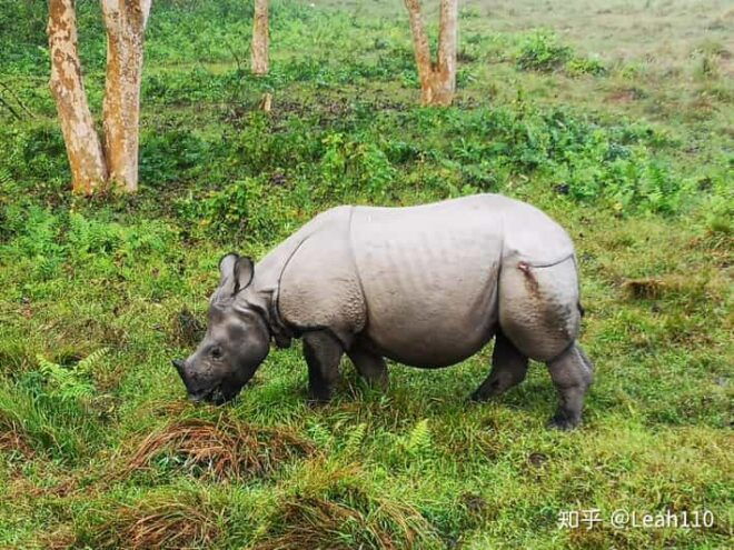 3-Day Chitwan National Park Jungle Safari Tour Kathmandu: - Wildlife Experience