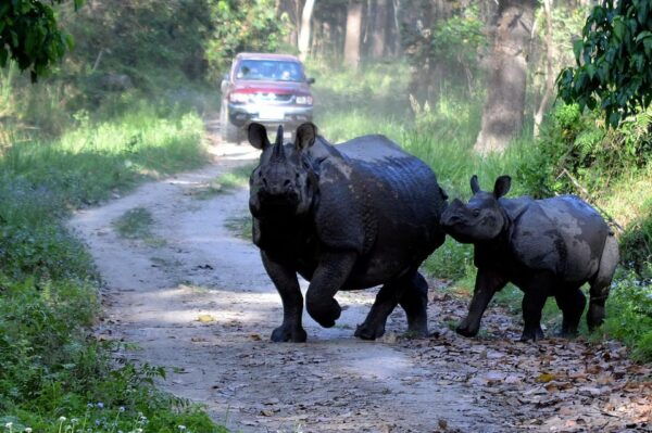 3-Day Chitwan National Park Jungle Safari Tour Kathmandu: - Break Down