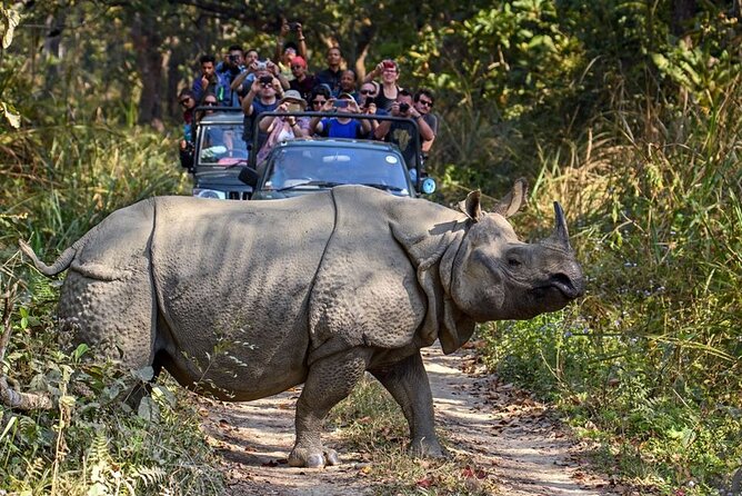 3-Day Chitwan National Park Jungle Safari Tour Package With Pick up - Rave Reviews From Travelers