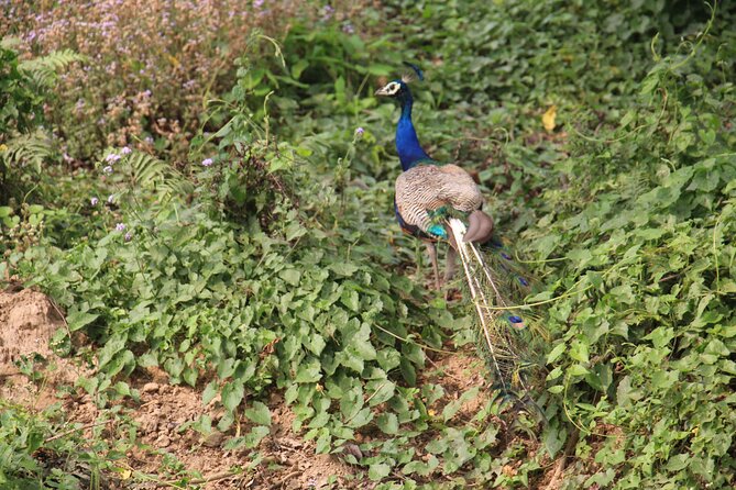 3-Day Chitwan National Park Jungle Safari Tour Package With Pick up - Viator Help Center for Questions